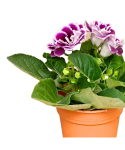 Gloxinia Sinningia 大岩桐 Potted Plant