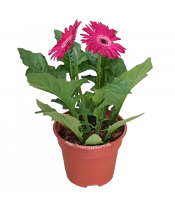 Gerbera jamesonii African Daisy Potted Plant