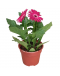 Gerbera jamesonii African Daisy Potted Plant
