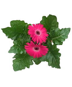 Gerbera jamesonii African Daisy Potted Plant