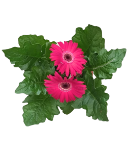 Gerbera jamesonii African Daisy Potted Plant