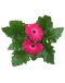 Gerbera jamesonii African Daisy Potted Plant