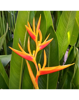 Heliconia Nickeriensis (Polybag) 1m
