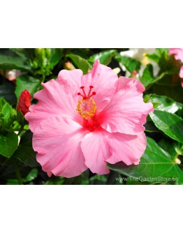 Hibiscus Hybrid 大红花