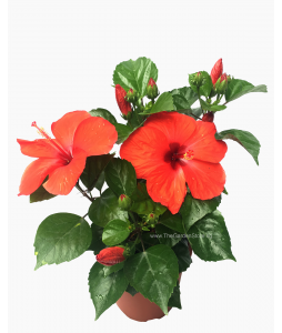 Hibiscus Hybrid 大红花 Potted