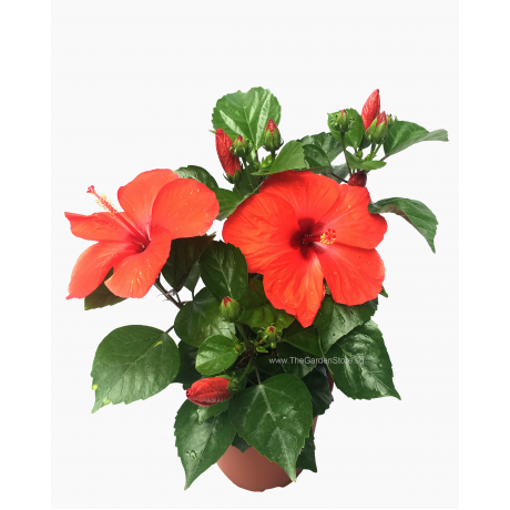 Hibiscus Hybrid 大红花 Potted