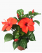 Hibiscus Hybrid 大红花 Potted
