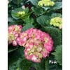 Hydrangea 绣球花 potted