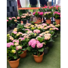 Hydrangea 绣球花 potted