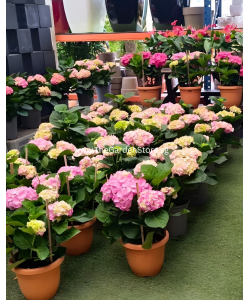 Hydrangea 绣球花 potted