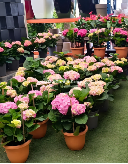 Hydrangea 绣球花 potted