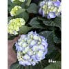 Hydrangea 绣球花 potted