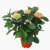 Hydrangea 绣球花 potted