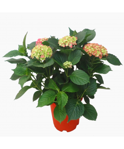 Hydrangea 绣球花 potted
