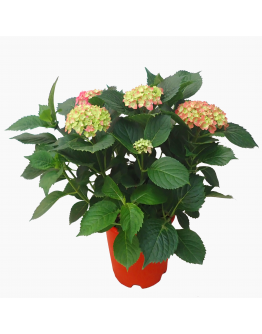 Hydrangea 绣球花 potted