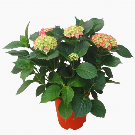 Hydrangea 绣球花 potted