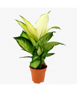 Dieffenbachia Tropic Marianne