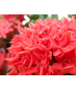 Ixora Red 龙船花