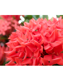 Ixora Red 龙船花