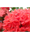 Ixora Red 龙船花