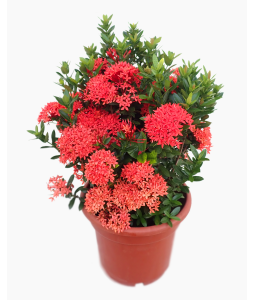 Ixora Red 龙船花