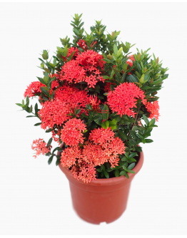 Ixora Red 龙船花