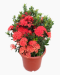 Ixora Red 龙船花