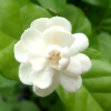 Jasminum sambac White Fragrant Jasmine