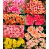 Kalanchoes 万紫千红