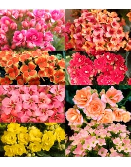Kalanchoes 万紫千红