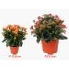 Kalanchoes 万紫千红