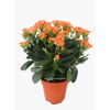 Kalanchoes 万紫千红