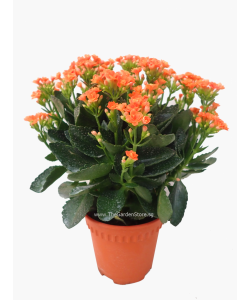Kalanchoes 万紫千红