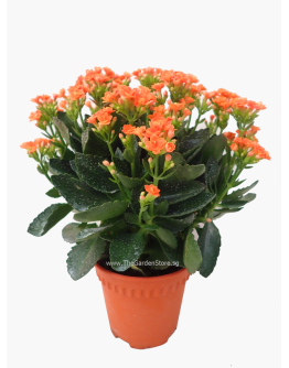 Kalanchoes 万紫千红