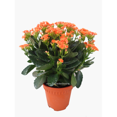 Kalanchoes 万紫千红