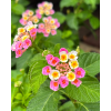 Lantana camara P5