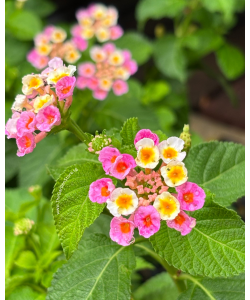 Lantana camara P5