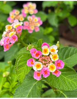 Lantana camara P5