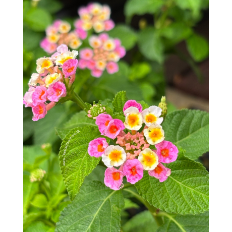 Lantana camara P5