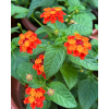 Lantana camara P5