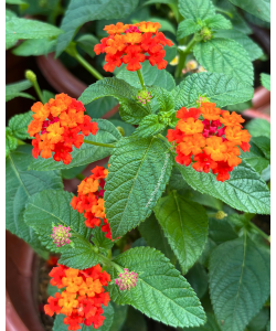 Lantana camara P5