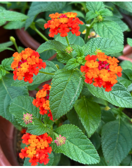 Lantana camara P5