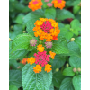 Lantana camara P5