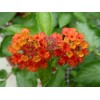 Lantana camara