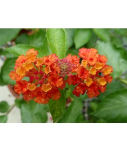 Lantana camara