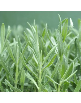 Lavender Potted Herbs 薰衣草