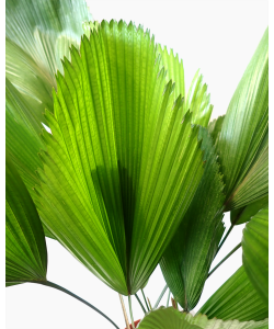 Licuala grandis Fan palm