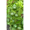Calamansi Lime Limau Kesturi