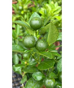 Calamansi Lime Limau Kesturi