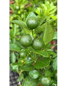 Calamansi Lime Limau Kesturi